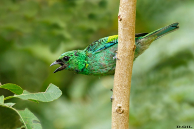 SAÌRA MILITAR (Tangara cyanocephala) (J)
